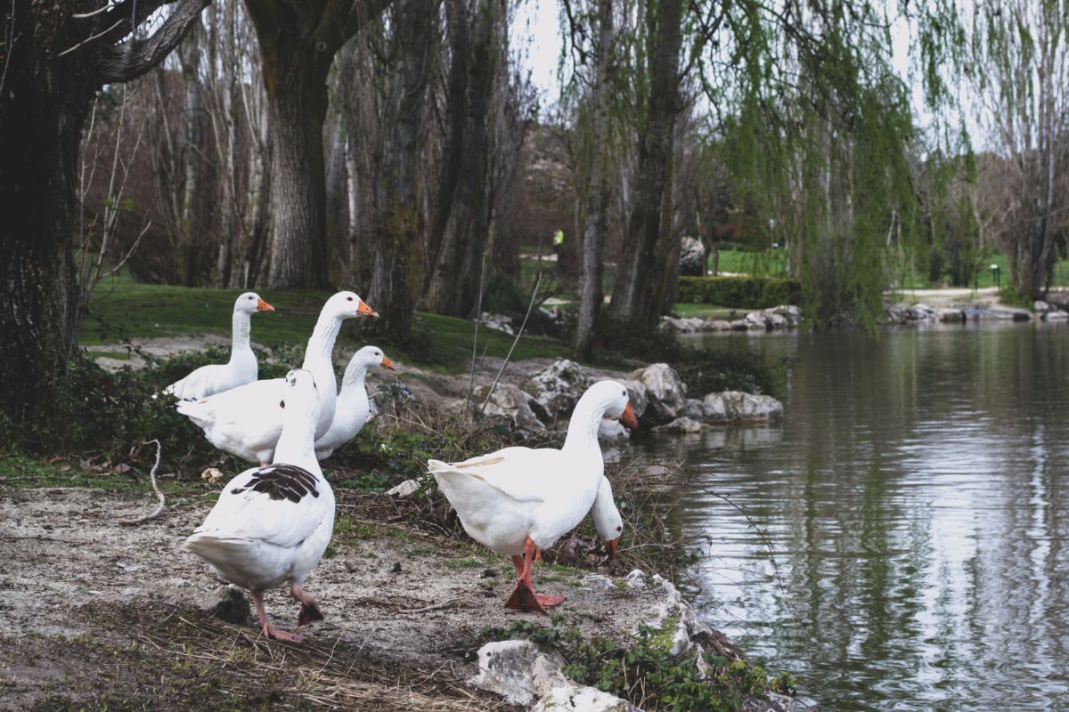 A bunch of white ducks near a pond.