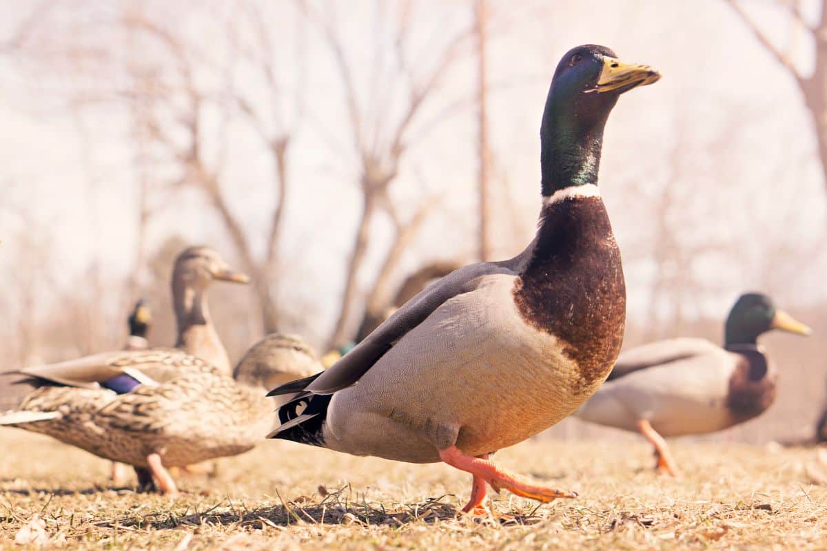 A bunch of ducks walking in a backyard on a sunny day.