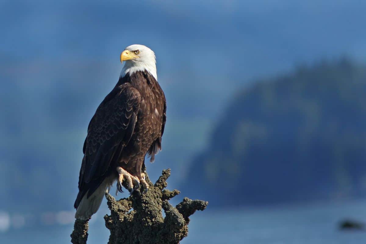 A big beautiful eagle standing on a tree branch.