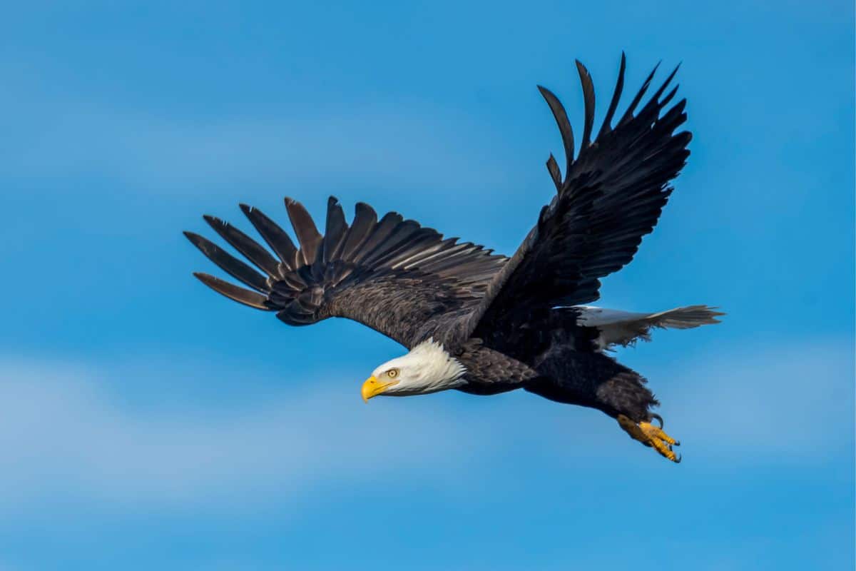 A big beautiful eagle flying.
