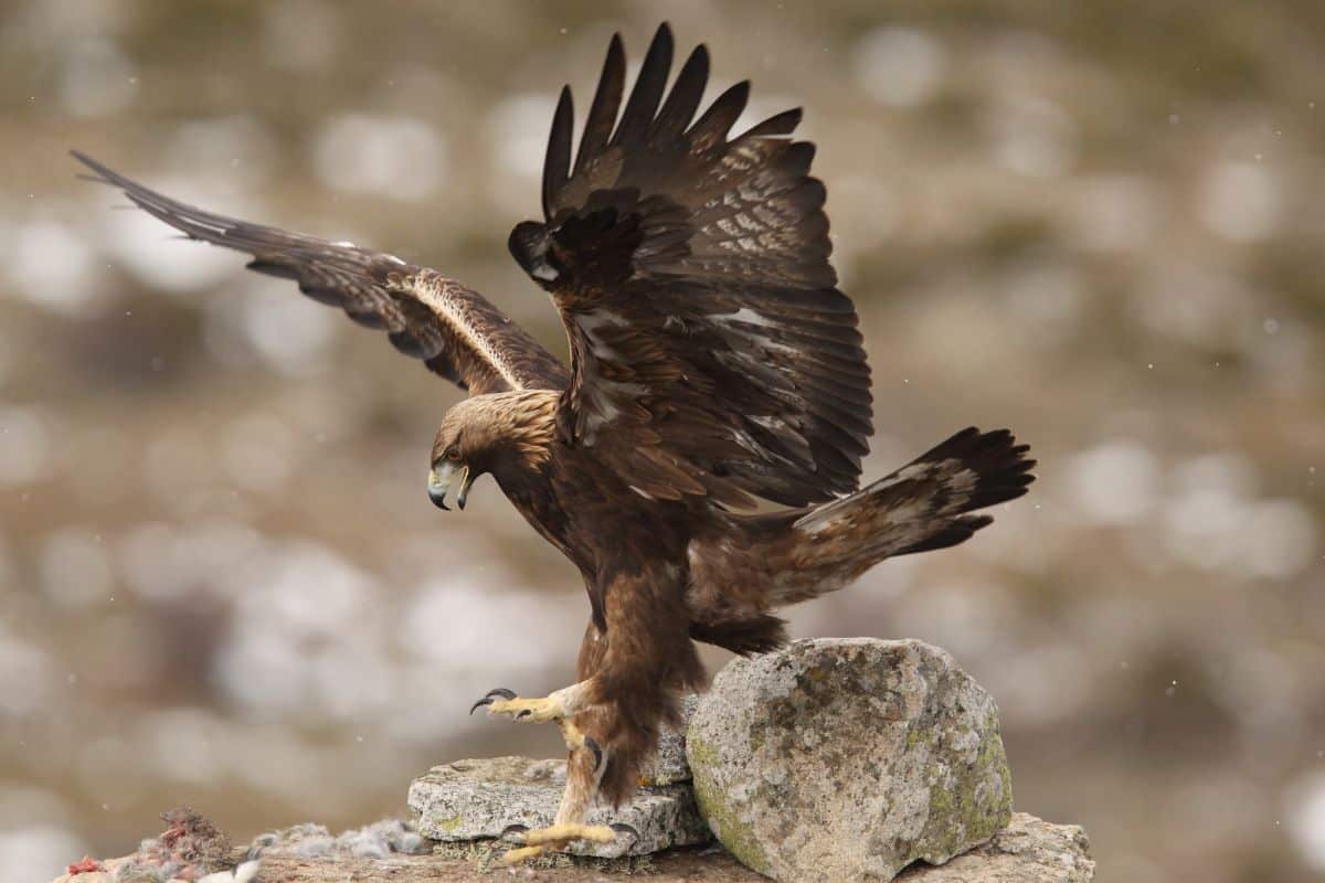 A big beautiful brown eagle with spreaded wings.