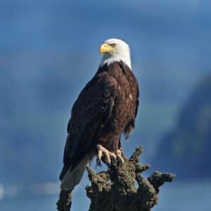 A big beautiful eagle standing on an old tree.