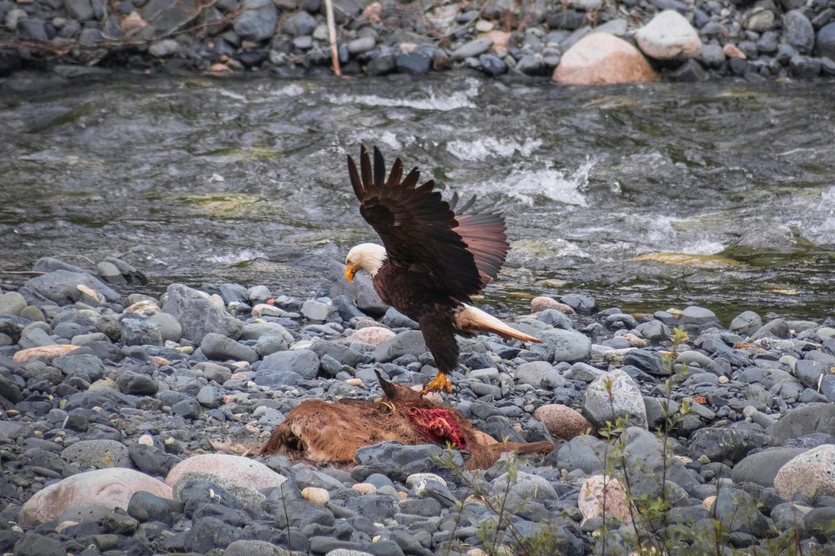 A big eagle with spreaded wings ripping flesh from an animal on the ground.