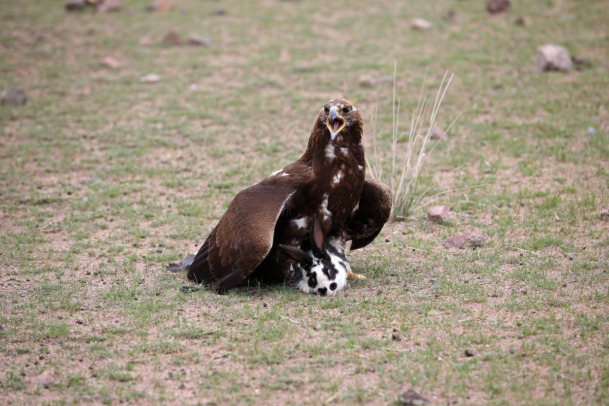 A big eagle hunting a rabbit on the ground.