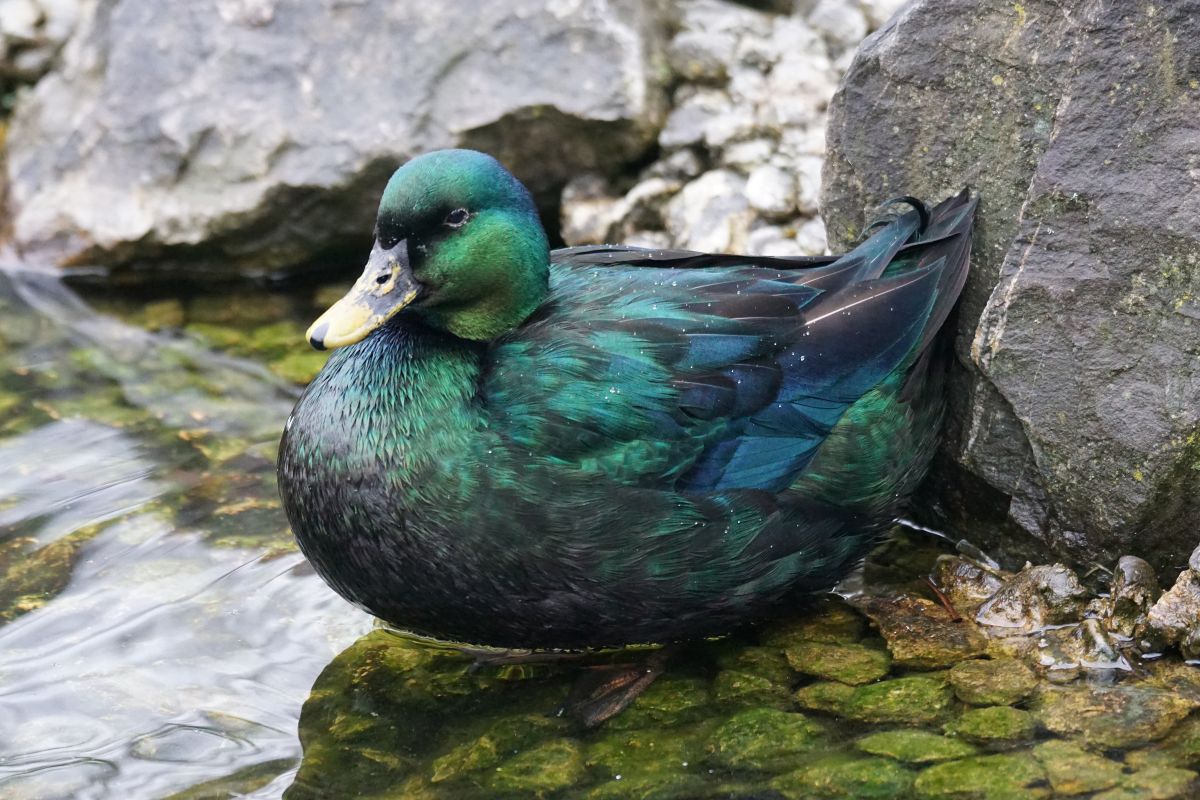 A beautiful emerald duck swimming in a shallow water near big rocks.