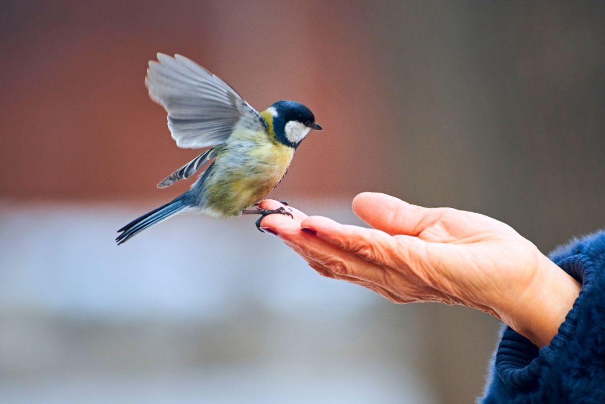 A cute great it standing on a human hand.