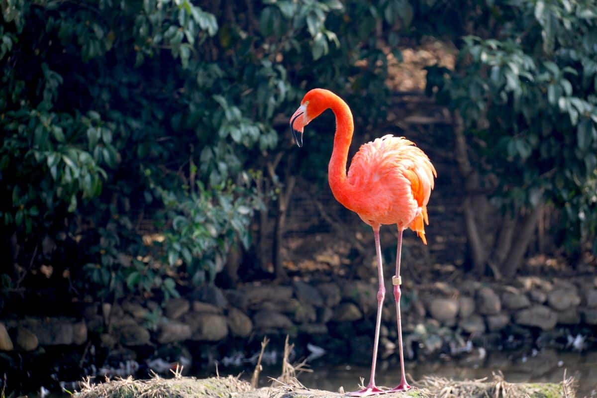 A big beautiful flamingo on a sunny day.
