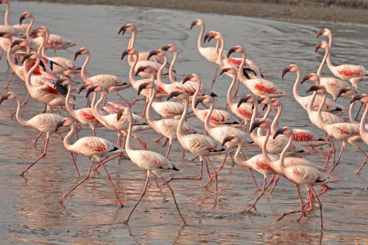 A bunch of flamingos walking in water.