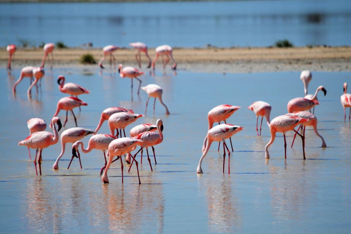A bunch of flamingos in water.