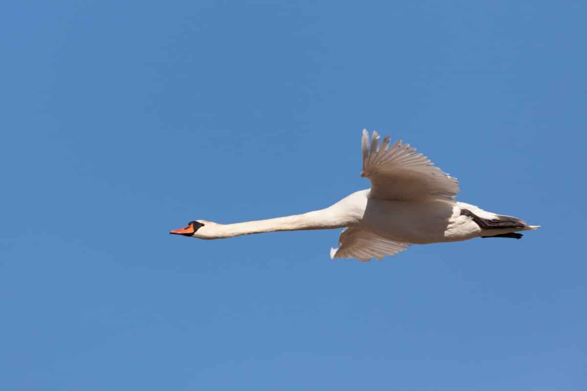 A big white swan flying.