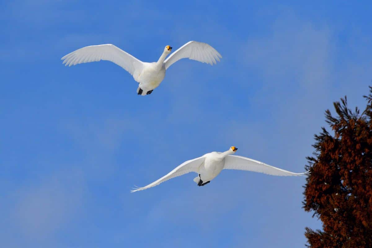 Two white swans flying.