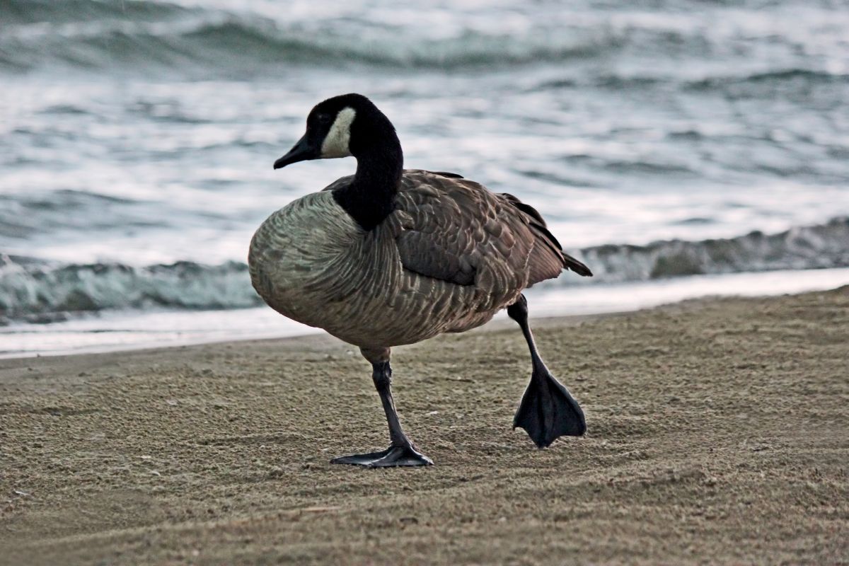 A funny-looking goose walking on a beach.