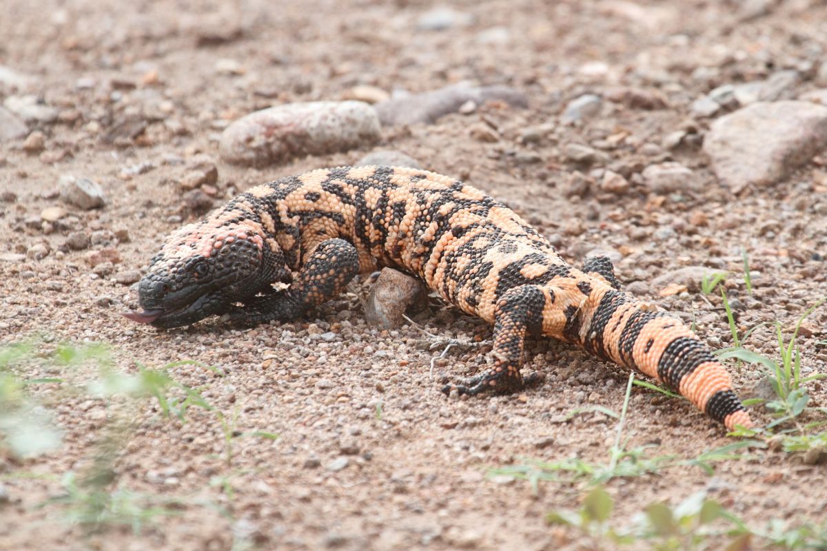 Gila monster lizzard walking on rocky soil.