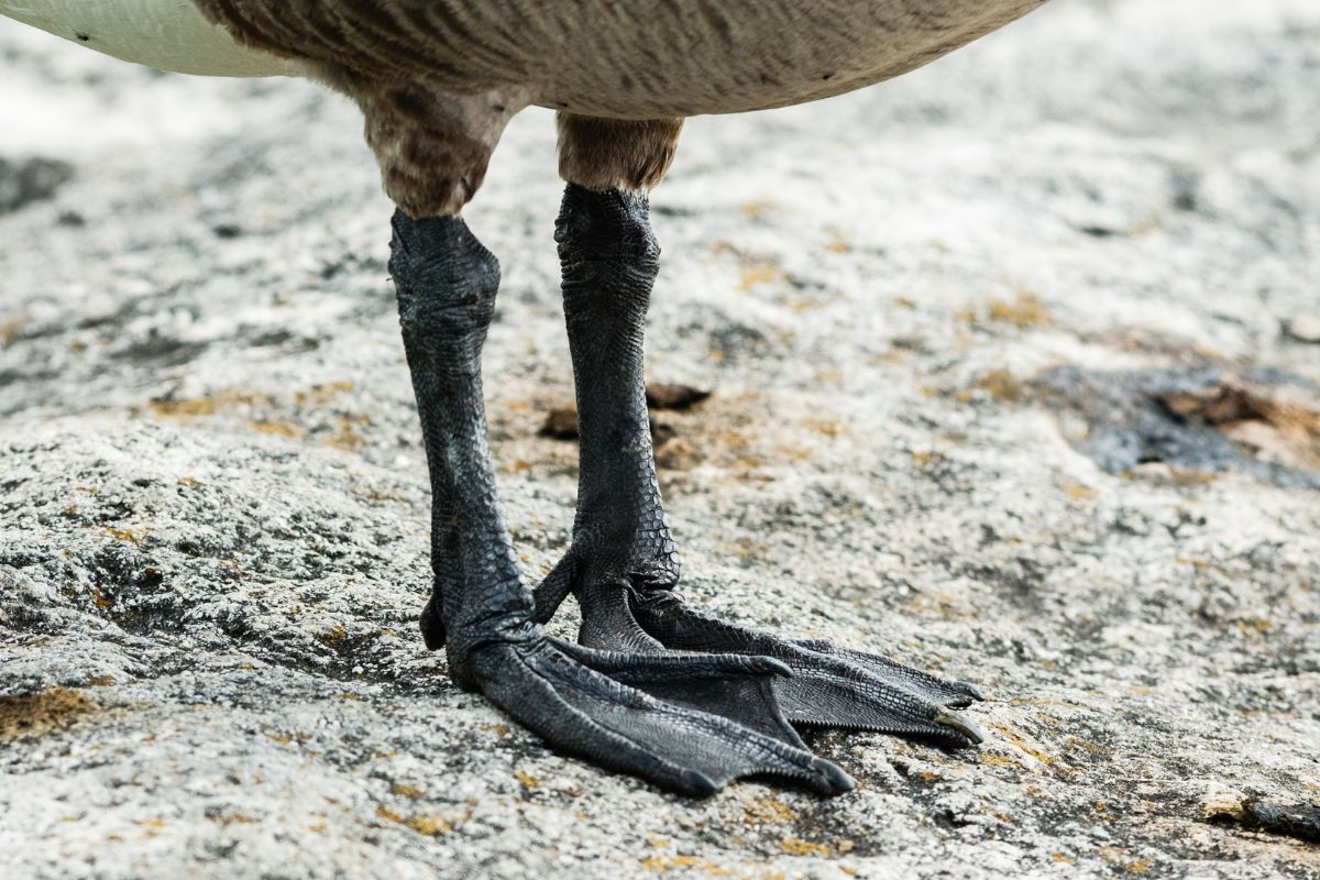 A close-up of goose feet.