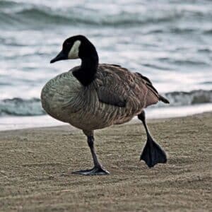 A funny looking goose walking on a beach,