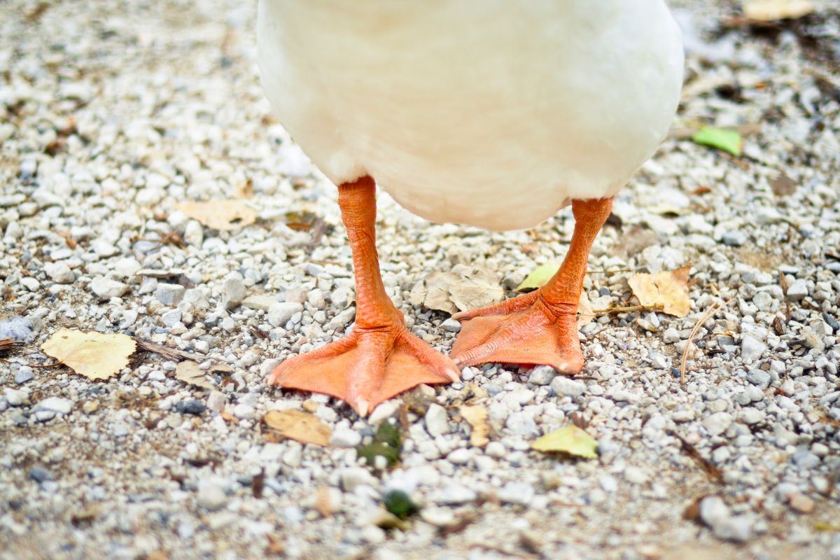 A close-up of goose feet.