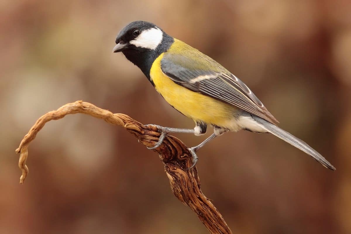 An adorable Great Tit stadning on a tree branch.