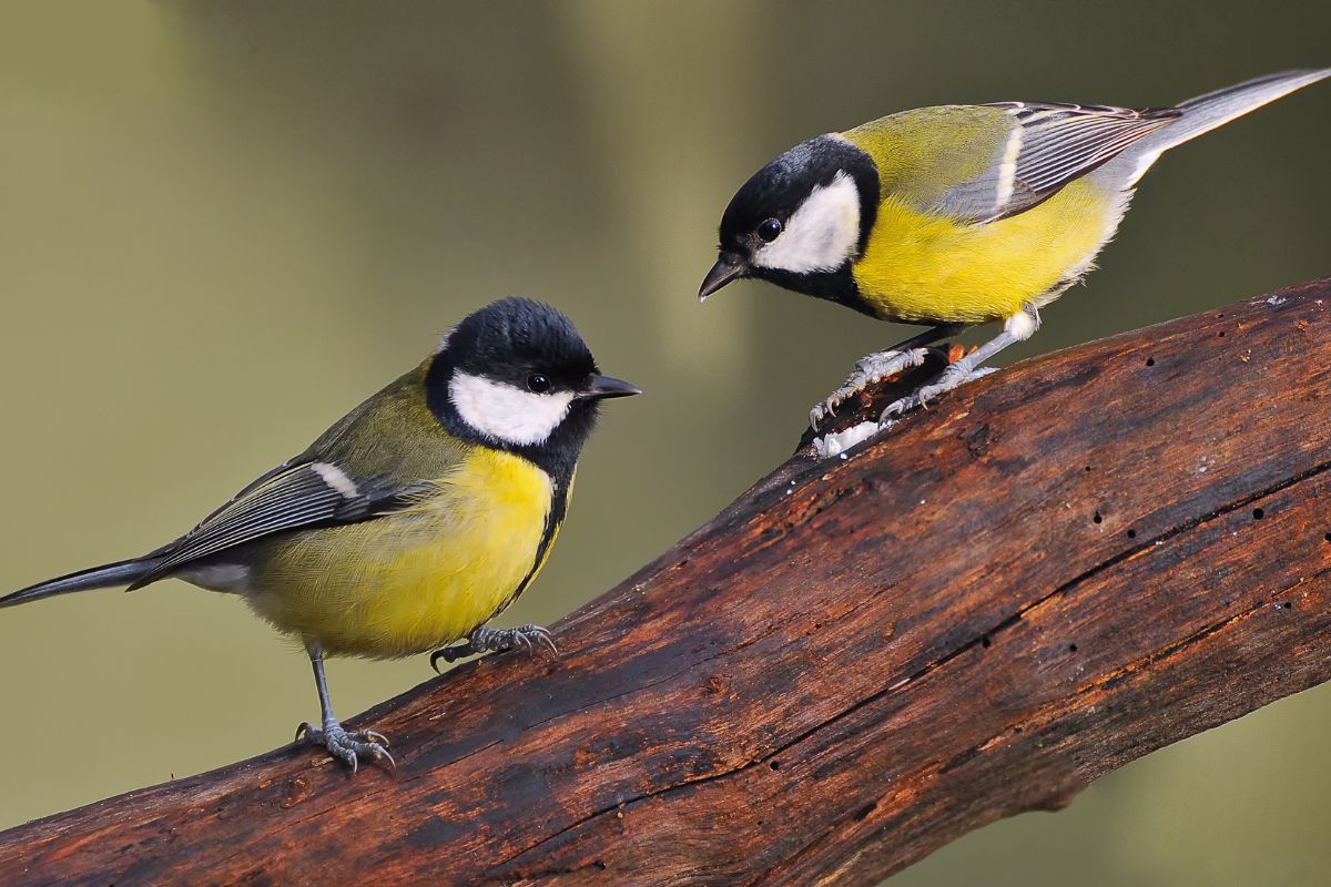 Two Great Tits stadning on a wooden log.