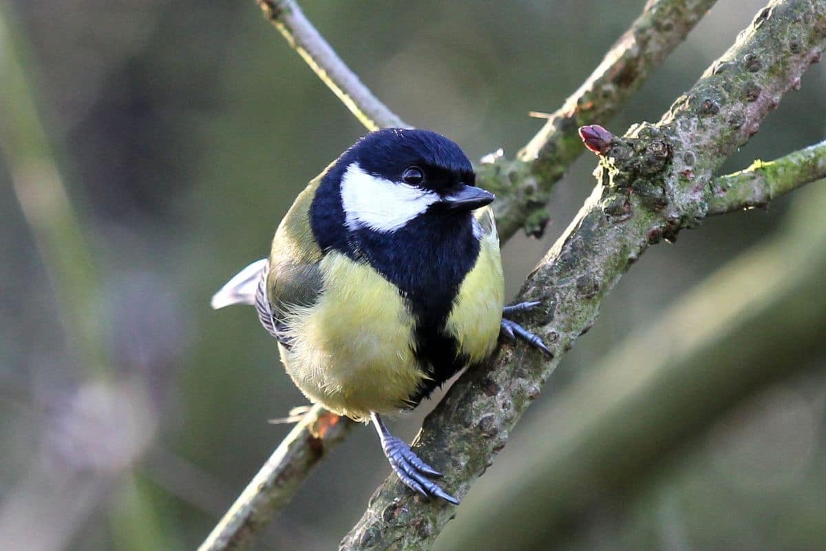 An adorable Great Tit standing on a tree branch.