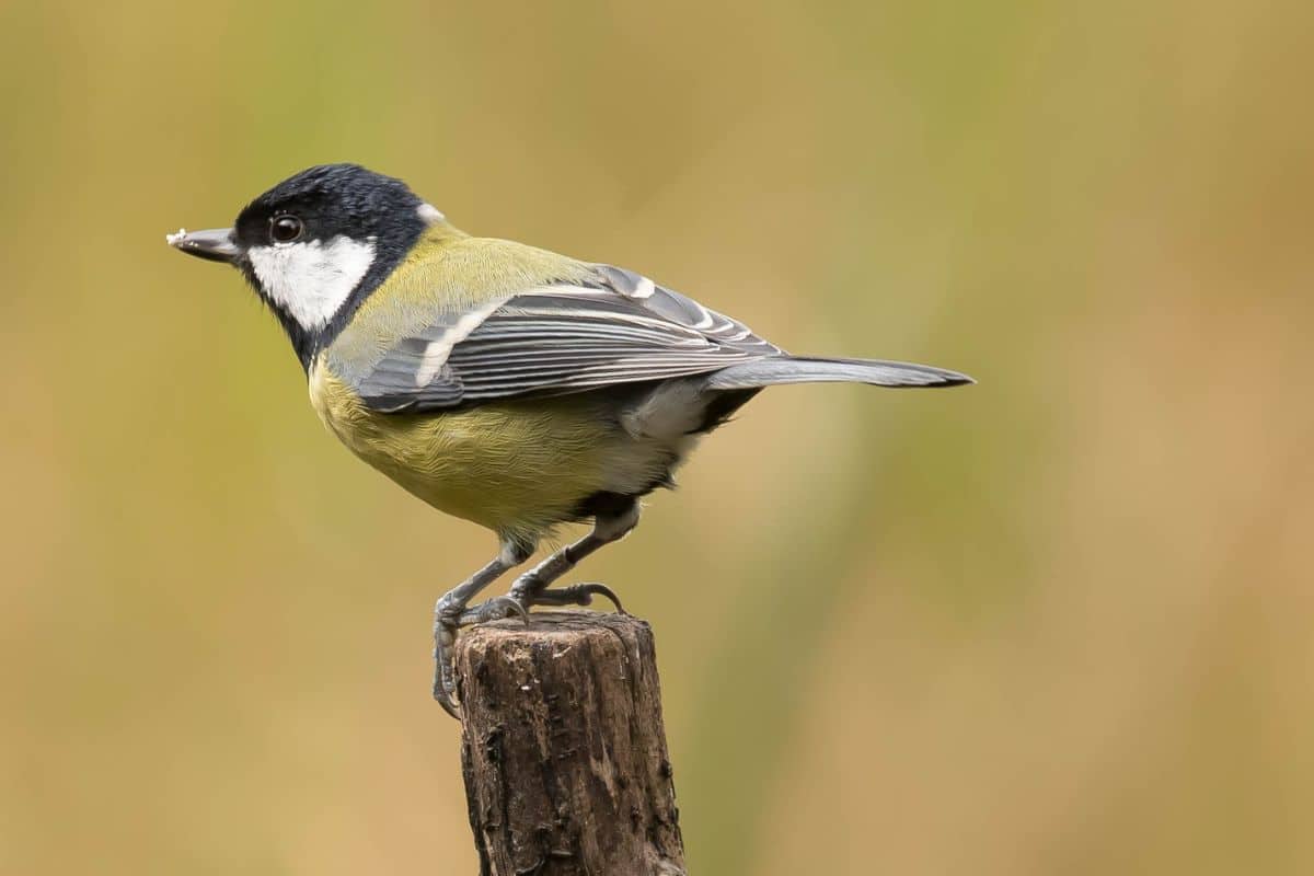 An adorable Great Tit standing on a wooden pole.