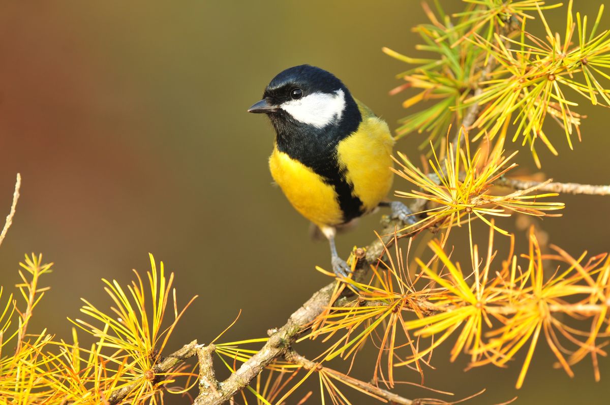 A beautiful great tit standing on a tee branch.