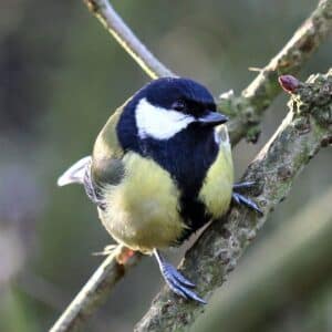 An adorable Great Tit standing on a tree branch.