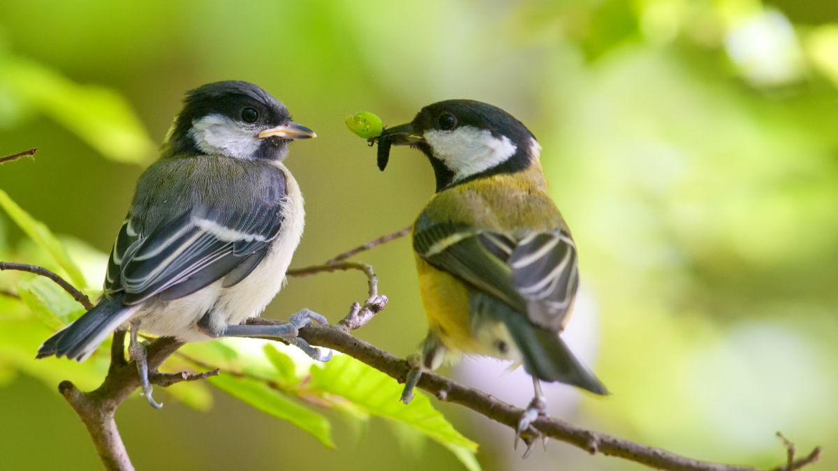 A great tit feeding a younger great tit.