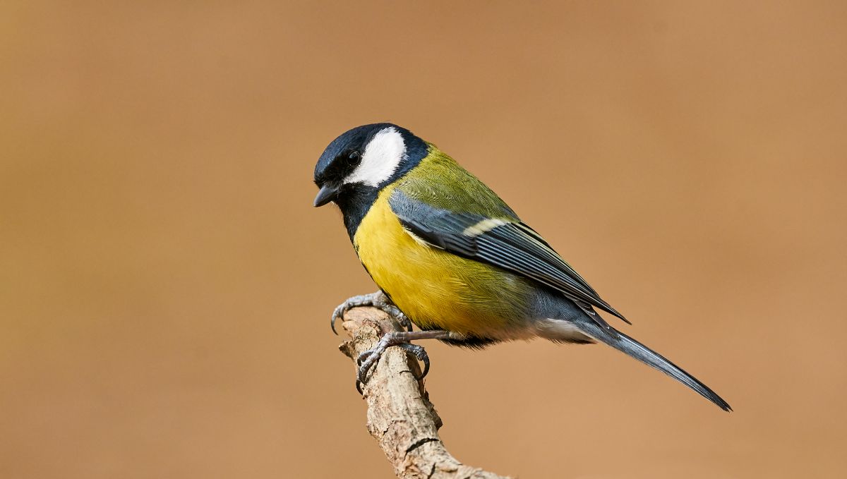 A beautiful great tit perching on a wooden pole.