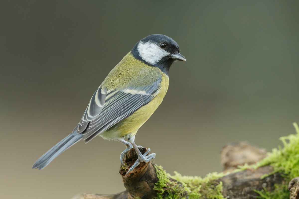 A beautiful great tit standing on an old branch.