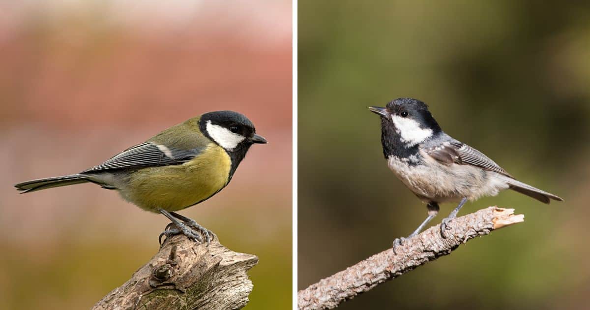 Great Tit vs. Coal Tit