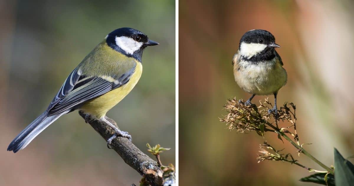 Great Tit vs. Coal Tit