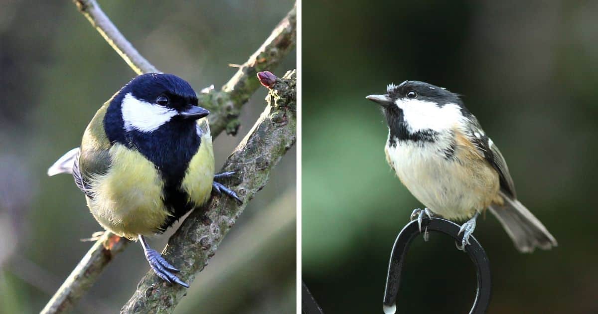 Great Tit vs. Coal Tit