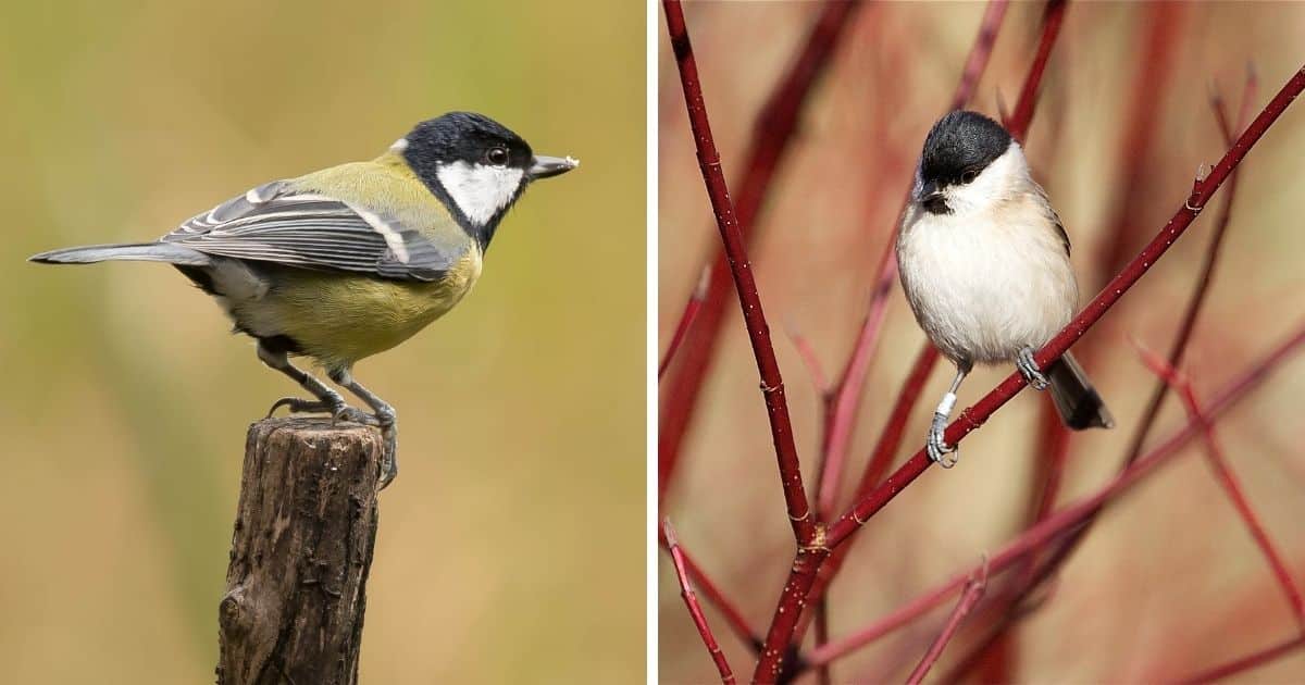 Great Tit vs. Coal Tit