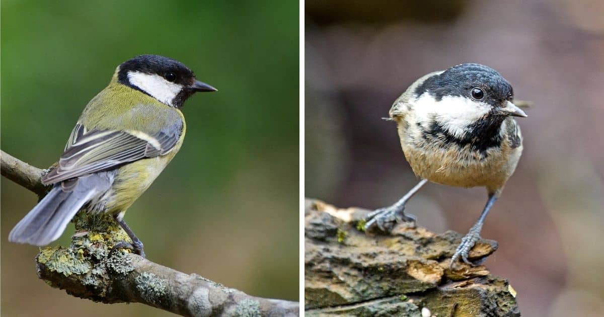 Great Tit vs. Coal Tit