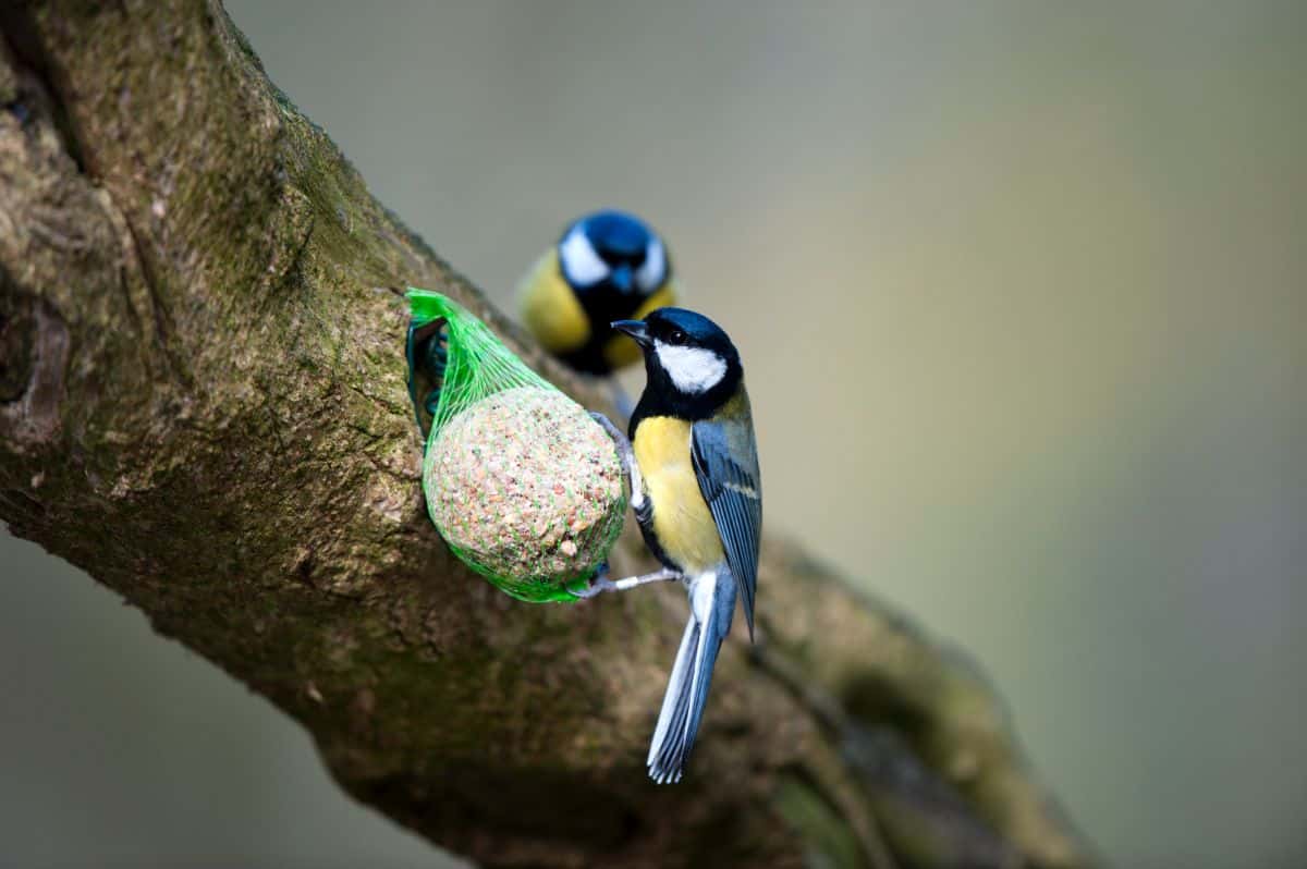 Two great tits on a tree branch near a feeder.