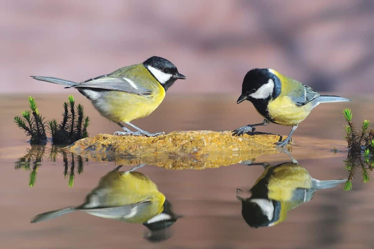 Two great tits on a rock in the water.