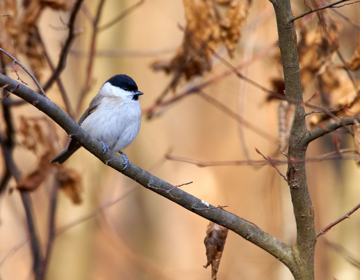 A beautiful grey tit perching on a branch.