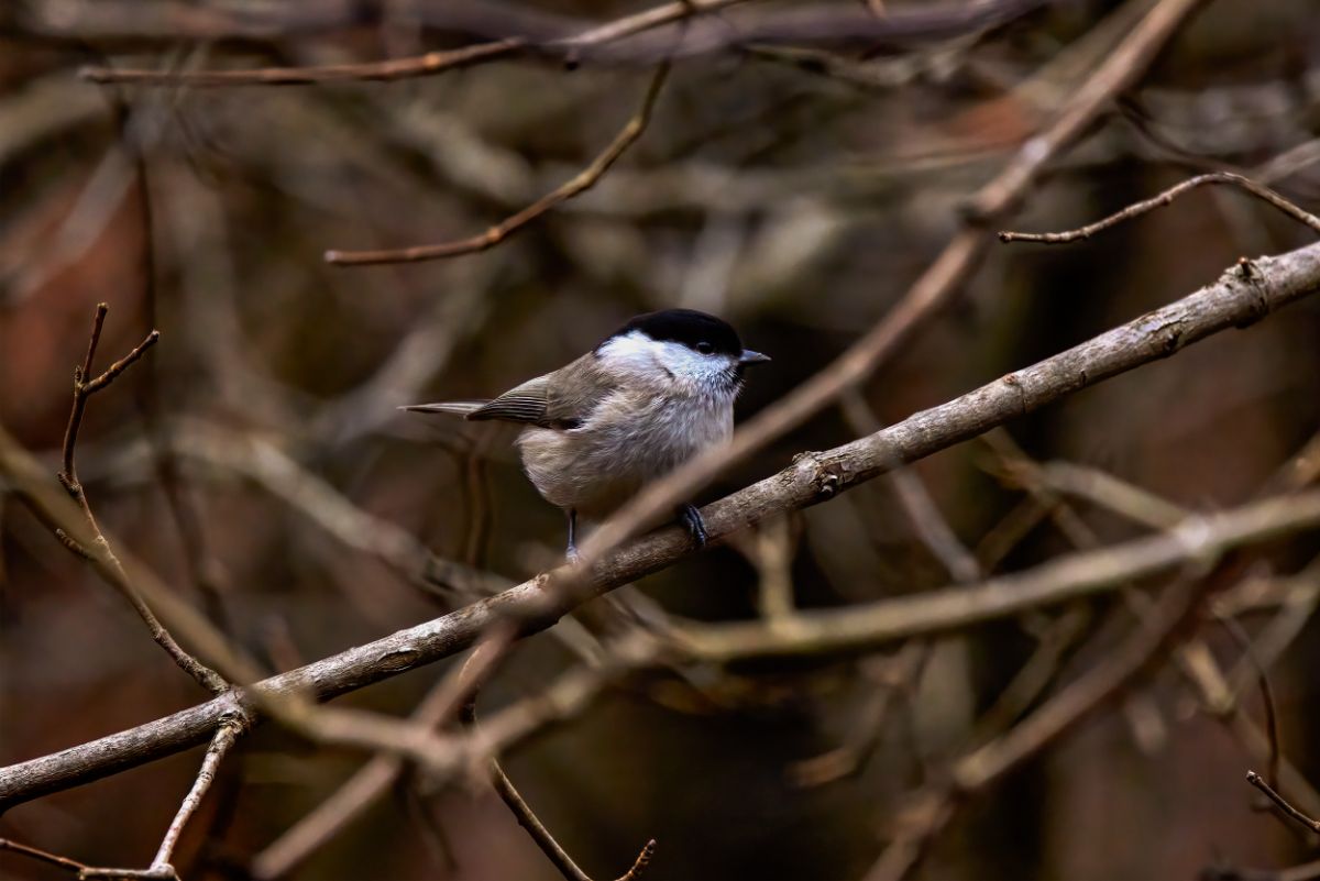 A beautiful grey tit perching on a branch.