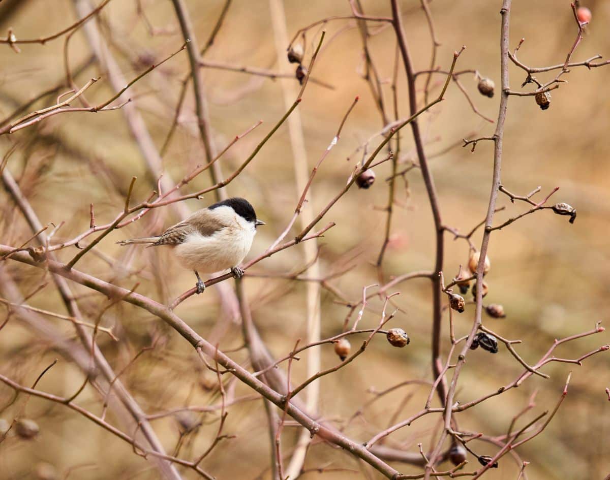 A beautiful grey tit perching on a branch.