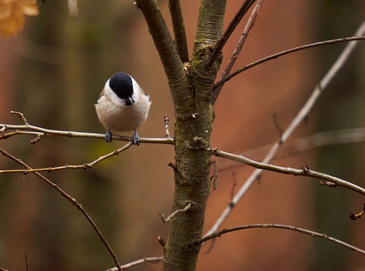 A beautiful grey tit perching on a branch.