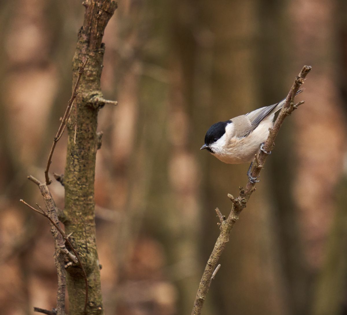 A beautiful grey tit perching on a branch.