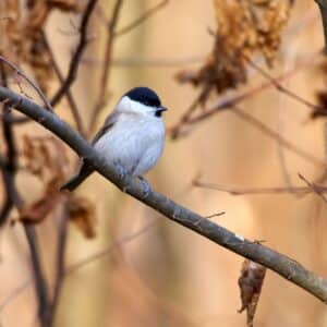 A beautiful grey tit perching on a branch.