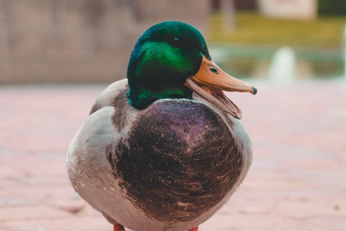 A close-up of a happy duck.