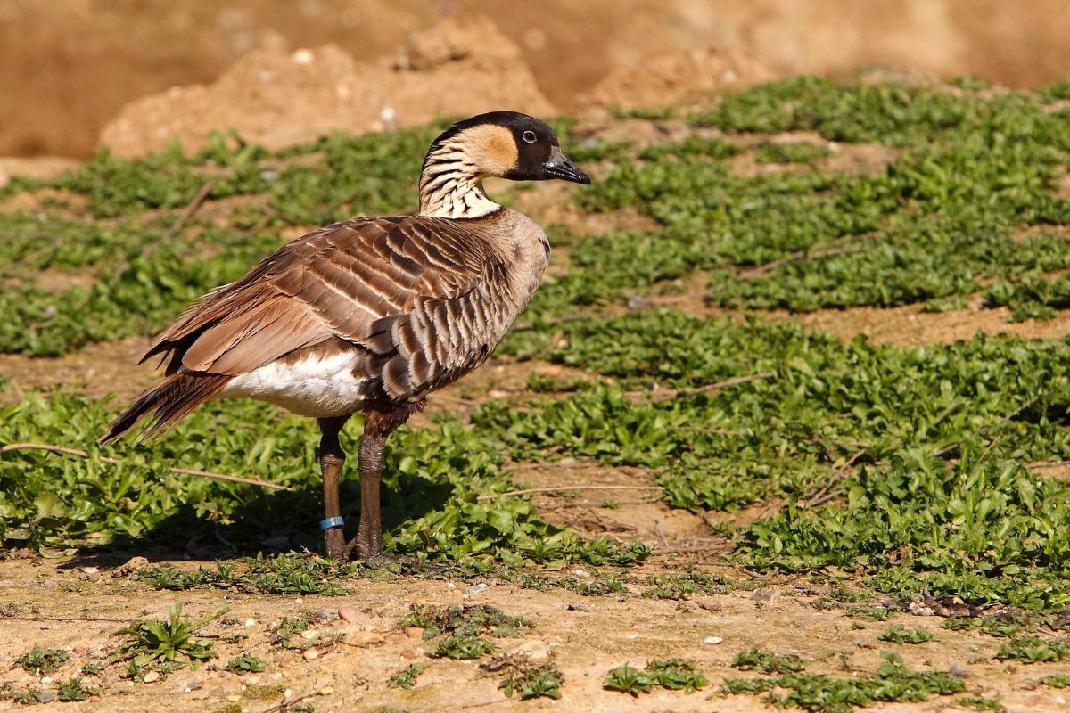 Hawaiian Goose standing in a backyard pasture.