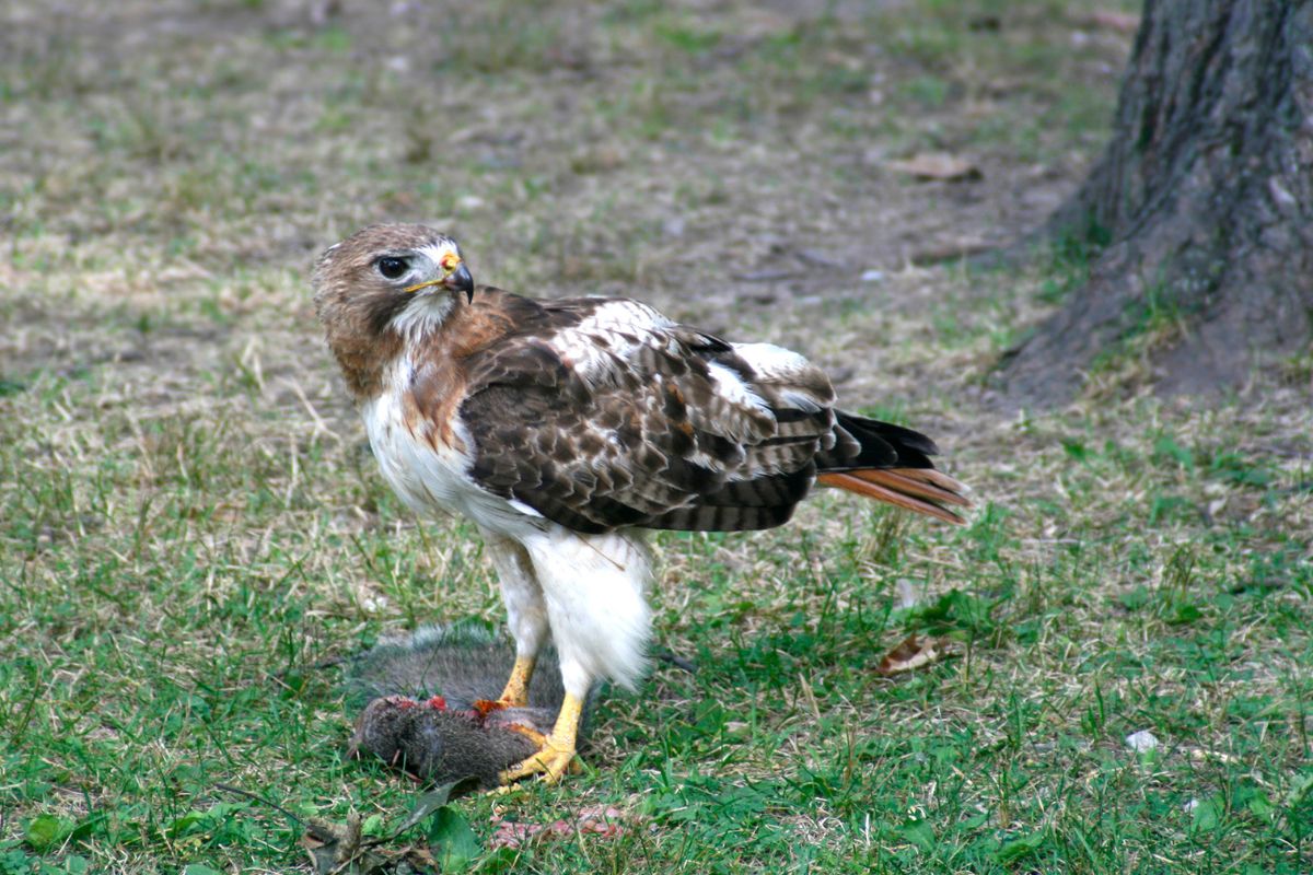 A fierce-looking Red-tailed hawk killed a squirrel on the ground.