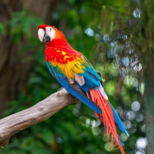 A beautiful colorful macaw sitting on a tree branch.