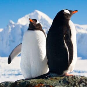 Two adult penguins standing on rock on a sunny day.