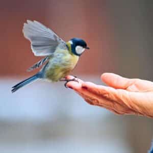 A cute great tit standing on a human hand.