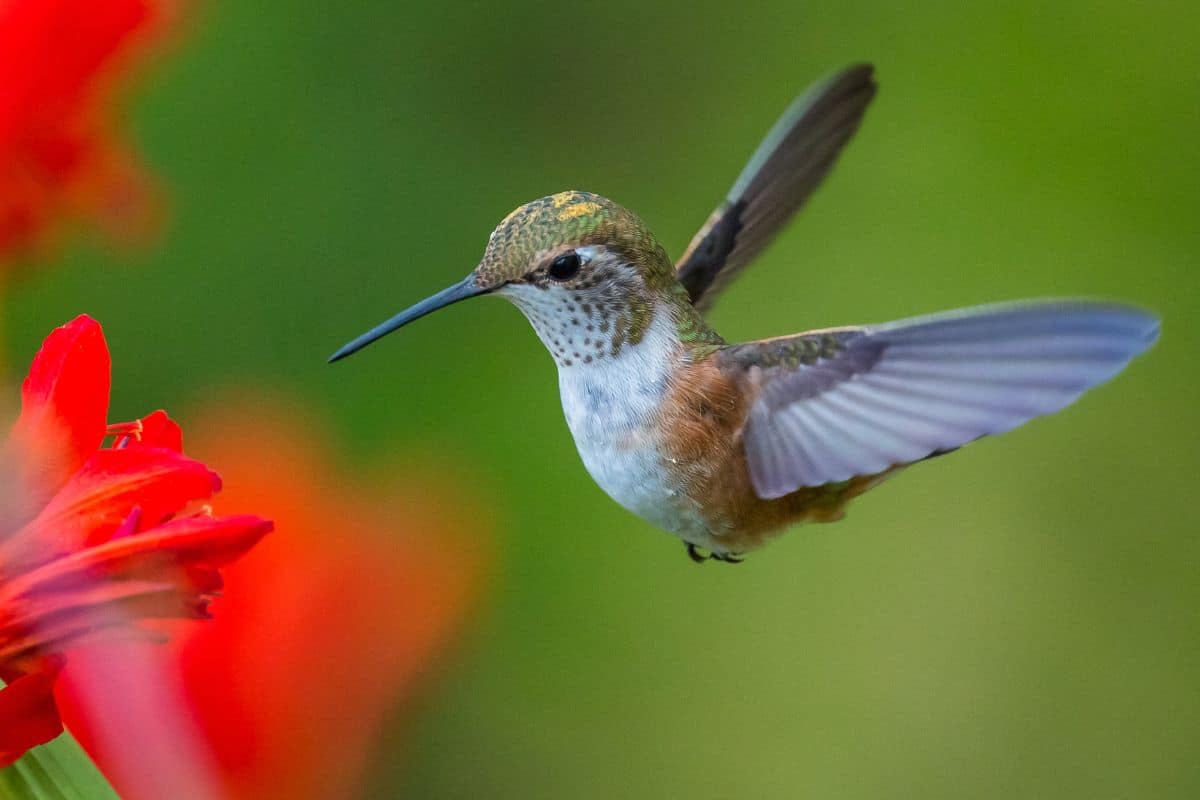 A beautiful brown Hummingbird flying towards red flower.
