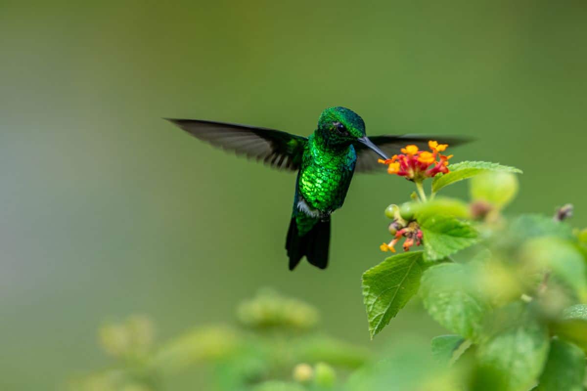 A beautiful green Hummingbird eating nectar from flowers.